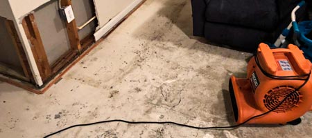 Mold Remediation in Plantation